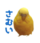 キィちゃんスタンプ（個別スタンプ：6）