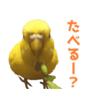 キィちゃんスタンプ（個別スタンプ：8）