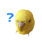 キィちゃんスタンプ（個別スタンプ：11）