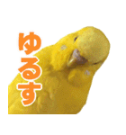 キィちゃんスタンプ（個別スタンプ：12）