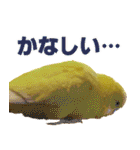 キィちゃんスタンプ（個別スタンプ：14）
