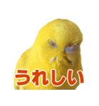 キィちゃんスタンプ（個別スタンプ：15）