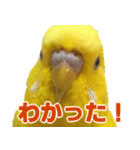 キィちゃんスタンプ（個別スタンプ：17）