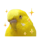 キィちゃんスタンプ（個別スタンプ：24）