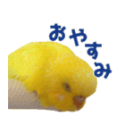 キィちゃんスタンプ（個別スタンプ：31）