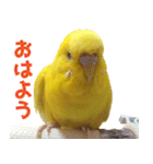 キィちゃんスタンプ（個別スタンプ：32）