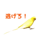 キィちゃんスタンプ（個別スタンプ：33）
