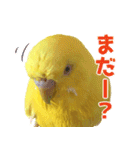 キィちゃんスタンプ（個別スタンプ：34）
