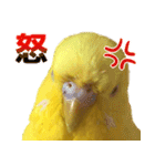 キィちゃんスタンプ（個別スタンプ：36）