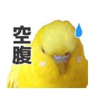 キィちゃんスタンプ（個別スタンプ：38）