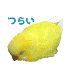 キィちゃんスタンプ（個別スタンプ：39）