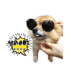 Google＆Yahoo Messy dog（個別スタンプ：3）