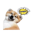 Google＆Yahoo Messy dog（個別スタンプ：5）