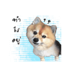 Google＆Yahoo Messy dog（個別スタンプ：6）