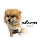 Google＆Yahoo Messy dog（個別スタンプ：7）