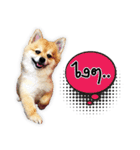 Google＆Yahoo Messy dog（個別スタンプ：8）
