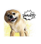 Google＆Yahoo Messy dog（個別スタンプ：10）