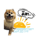 Google＆Yahoo Messy dog（個別スタンプ：11）