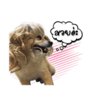Google＆Yahoo Messy dog（個別スタンプ：12）