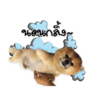 Google＆Yahoo Messy dog（個別スタンプ：13）