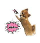 Google＆Yahoo Messy dog（個別スタンプ：15）