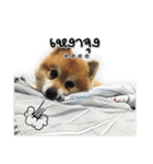Google＆Yahoo Messy dog（個別スタンプ：16）