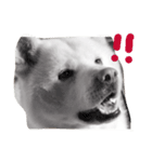大雅秋田犬（個別スタンプ：1）