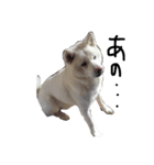 大雅秋田犬（個別スタンプ：2）