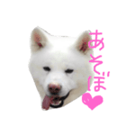 大雅秋田犬（個別スタンプ：3）