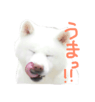 大雅秋田犬（個別スタンプ：4）