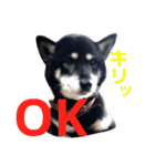 うちのブラッキー（個別スタンプ：1）