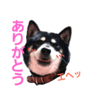 うちのブラッキー（個別スタンプ：2）