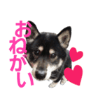 うちのブラッキー（個別スタンプ：6）