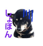 うちのブラッキー（個別スタンプ：8）