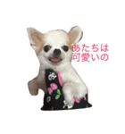 ちぇりーのスタンプです。（個別スタンプ：7）