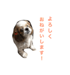 しーたんスタンプ（個別スタンプ：3）