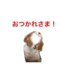 しーたんスタンプ（個別スタンプ：9）