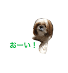 しーたんスタンプ（個別スタンプ：10）
