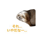 しーたんスタンプ（個別スタンプ：13）