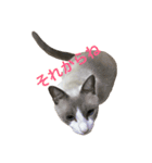 変猫 2（個別スタンプ：1）