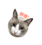 変猫 2（個別スタンプ：3）