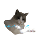 変猫 2（個別スタンプ：5）