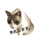 変猫 2（個別スタンプ：6）