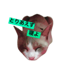 変猫 2（個別スタンプ：12）