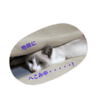 変猫 2（個別スタンプ：13）