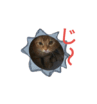マンチカンのLuna＆Leo2（個別スタンプ：1）