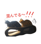 マンチカンのLuna＆Leo2（個別スタンプ：14）