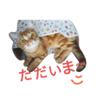 マンチカンのLuna＆Leo2（個別スタンプ：20）