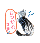 マンチカンのLuna＆Leo2（個別スタンプ：25）
