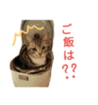 マンチカンのLuna＆Leo2（個別スタンプ：34）